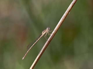 Winter Damselfly perched in some bushes, near the town of Almansa, Spain