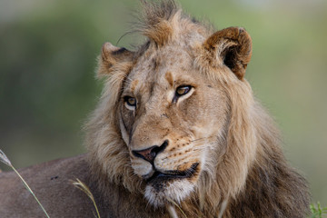 Portrait of a male lion in Sabi Sands Game Reserve in the Greater Kruger Region in South Africa