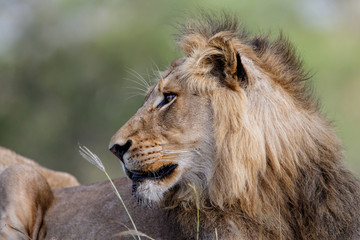 Fototapeta na wymiar Portrait of a male lion in Sabi Sands Game Reserve in the Greater Kruger Region in South Africa