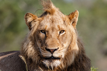 Portrait of a male lion in Sabi Sands Game Reserve in the Greater Kruger Region in South Africa