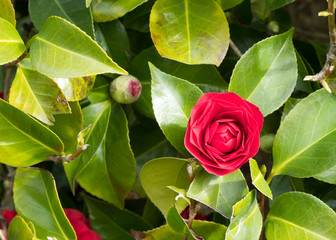 Red Camelia flower open green leaves background