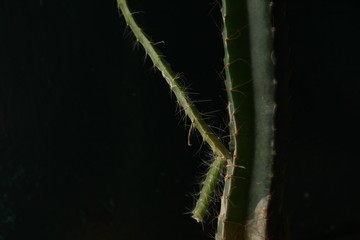 cactus plant in a dark background