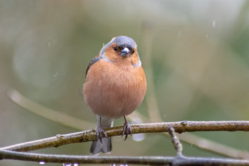 bird on a branch