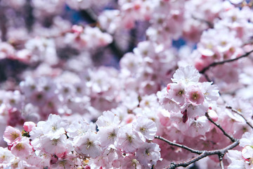 Obraz premium Flowers of the cherry blossoms on a spring day.