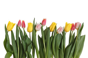 Set of colored tulips isolated on white background. Border of fresh tulips isolated on white background
