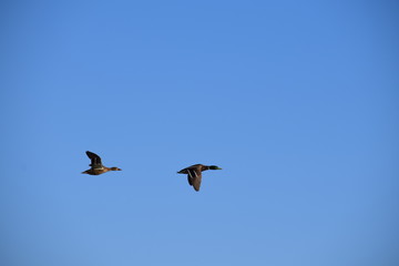 Flying ducks