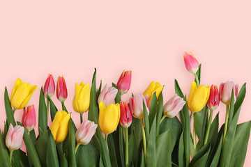 Border of fresh tulips on a pink background. Copy space. 