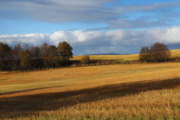 Fototapeta premium Autumn landscape with wheat field and blue sky. Byneset, Trondheim, Norway.