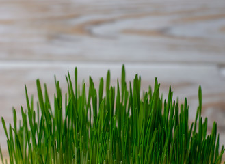 Green wheat germ fitness diet healthy diet