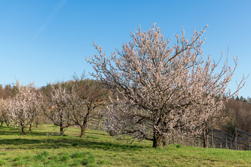 Fototapeta premium Blühende alte Apfelbäume auf einer Streuobstwiese