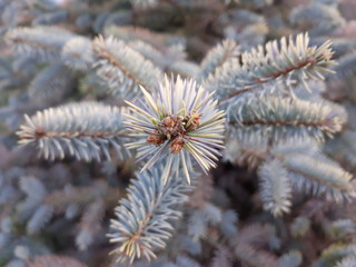 Naklejka na ściany i meble blue spruce in the spring garden