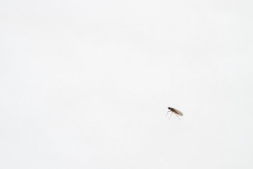 A live insect on the snow in winter