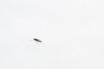 Obraz premium A live insect on the snow in winter