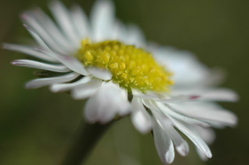 Fototapeta premium Stokrotka