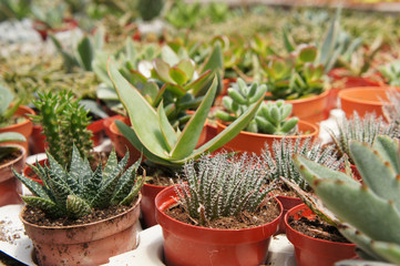 Obraz premium Selected focused on a group of small and colourful cactus planted in small plastic pots. The cactus will be used as indoor decoration. Sale to the customer as income for farmers. 