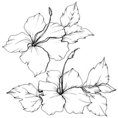 Vector Hibiscus floral botanical flower. Black and white engraved ink art. Isolated hibiscus illustration element.