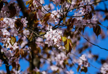 Cherry blossom trees Alley in garden on a fresh green lawn at sunset. spring is coming
