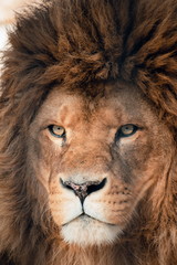 Portrait of a lion, male.