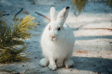 White hare sitting in the snow.