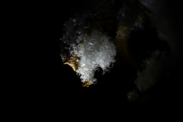 A branch of a tree with autumn leaves covered with snow at night on a black background