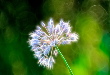 fractal onion flower