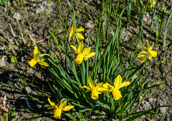 beautiful flowers irises. spring is coming. green lawn in a beautiful park