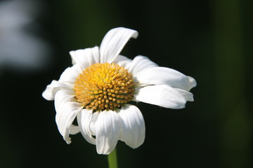 Obraz premium white garden daisy on a black background