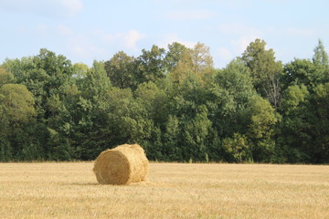 autumn landscape - worn field