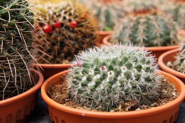 Selected focused on a group of small and colourful cactus planted in small plastic pots. The cactus will be used as indoor decoration. Sale to the customer as income for farmers.   