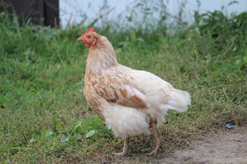 chicken walking on the grass
