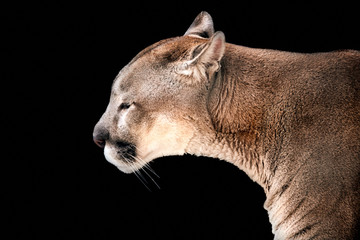 Closeup portrait of a cougar, isolated on black background
