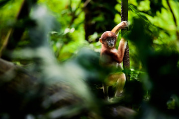 Cub monkeys Nasalis larvatus playing in the water and in the trees.