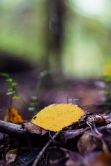 Yellow autumn leaf