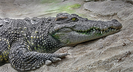 Siam crocodile on the sand. Latin name - Crocodylus siamensis
