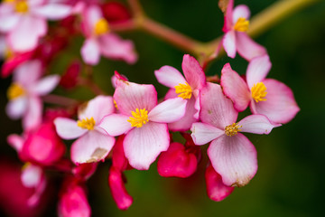 Obraz premium Begonia flowers blooming