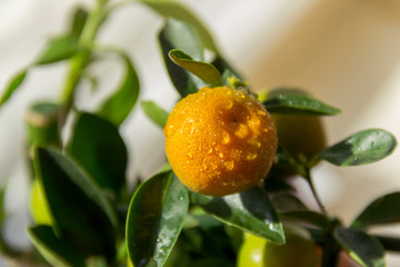 Mandarins branch with water drops