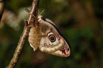 Saturnia pavoniella (SCOPOLI, 1763) Ligurisches Nachtpfauenauge , Südliches Kleines...