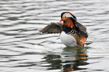 mandarin