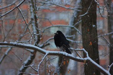 The black raven sits in the winter on a branch.