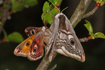 Saturnia pavonia (LINNAEUS, 1758) Kleines Nachtpfauenauge , Paarung DE, NRW, Leverkusen 03.04.2014
