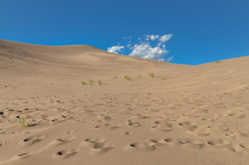 footprints and grass on the slopes of High Dune in Great Sand Dunes National Park and Preserve (Saguache county, Colorado, USA)