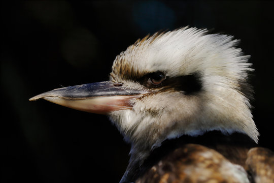 Portrait of a laughing kookaburra bird