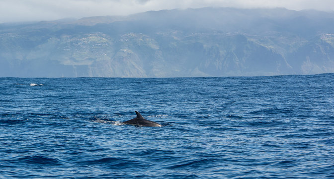 Dolphin watching Madeira Atlantic