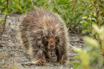 Porcupines Porco-espinho selvagem