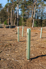 Fototapeta premium Newly planted young trees among the stumps of the felled trees