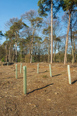 Fototapeta premium Newly planted young trees among the stumps of the felled trees