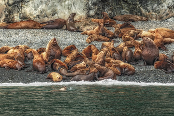 leoes marinhos Alaska © MARCELO XAVIER