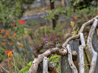 A pair of Rufous-collared Sparrow, Zonotrichia capensis, in the mountains of Salvador