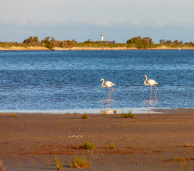 Fototapeta premium flamingos, Camargue, Provence, France