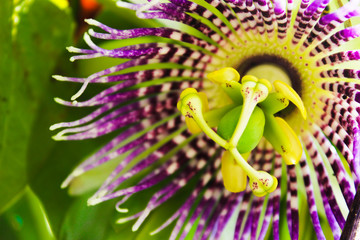 Passion fruit colorful flower 1 